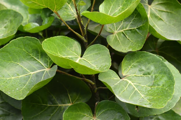 Detallada de la textura de la hoja patrón —  Fotos de Stock