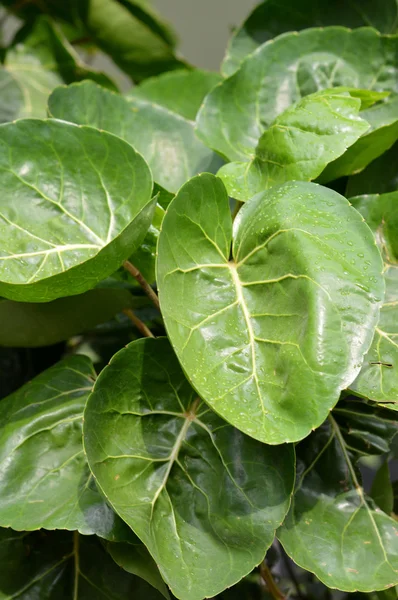 Detallada de la textura de la hoja patrón — Foto de Stock