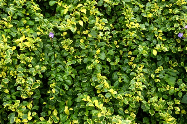 패턴 잎 텍스처의 상세한 — 스톡 사진