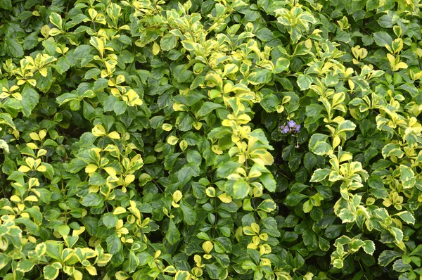 desen yaprak dokusu ayrıntılı