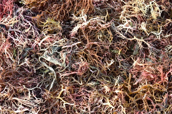 Algas en el proceso de secado — Foto de Stock