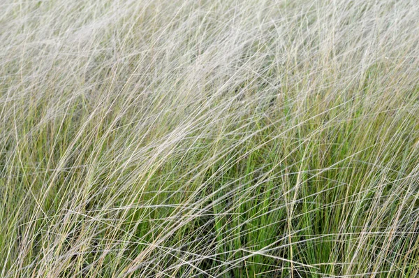 Ogräs gräs i solskenet — Stockfoto