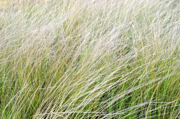 日差しの中で雑草の草 — ストック写真