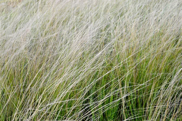 Ogräs gräs i solskenet — Stockfoto