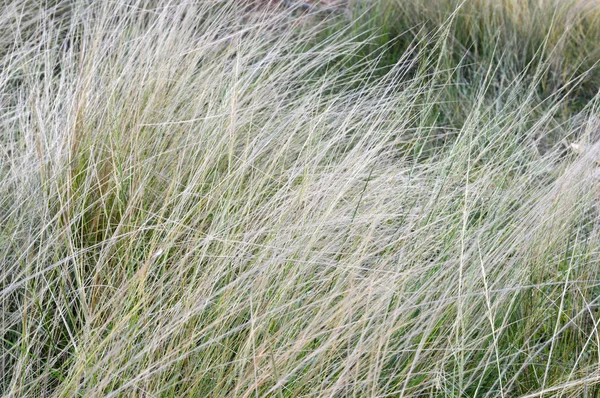 Трава в лучах солнца — стоковое фото