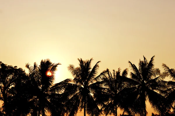 Silueta de palmeras al atardecer — Foto de Stock