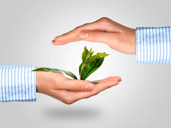 Plant in hands. — Stock Photo, Image