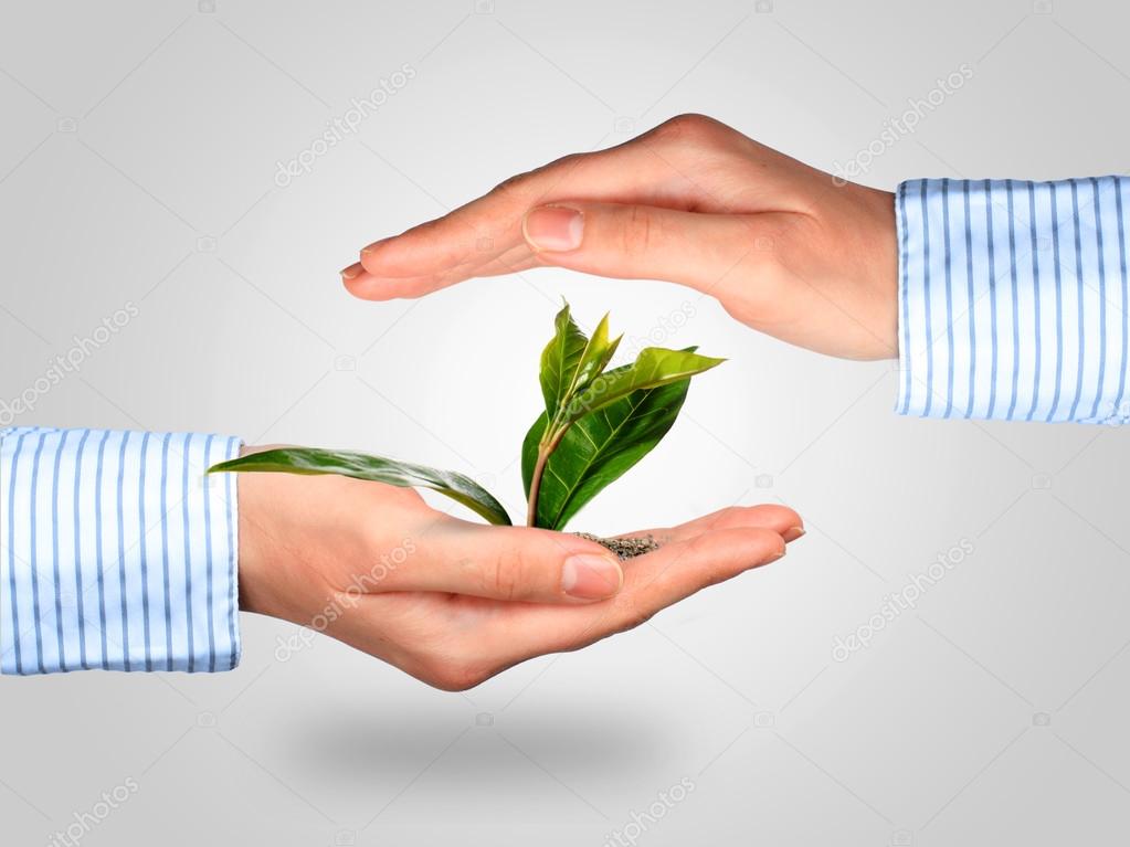 Plant in hands.