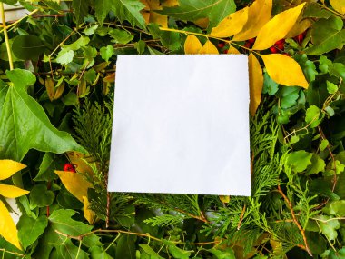 Sonbahar yaprakları beyaz kağıtlı bir arkaplan olarak