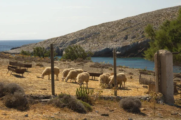 Herd Sheeps Farm Sea — Stock Photo, Image
