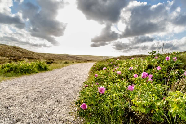 Weg Door Duinen Eiland Sylt Bij Zonsondergang — Stockfoto