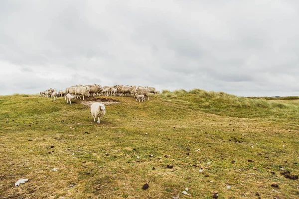 Een Herd Van Schapen Duinen — Stockfoto