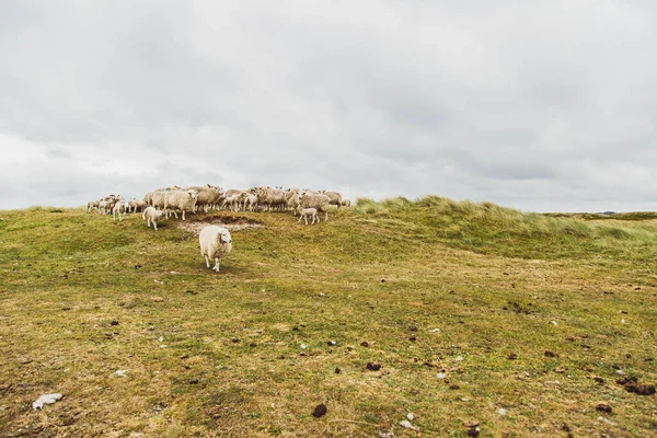 Ένα Κοπάδι Πρόβατα Στους Αμμόλοφους Εικόνα Αρχείου