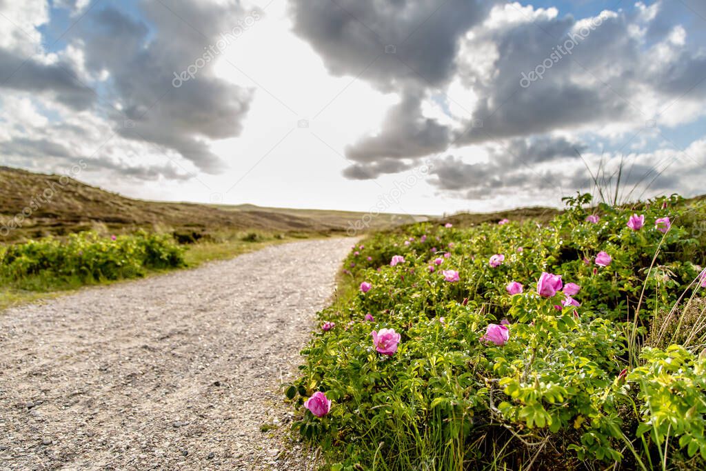 Path through the dunes on Island Sylt at Sunset