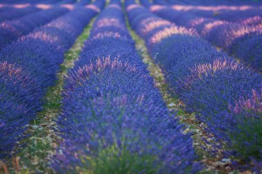 Lavanda alanları. Provence