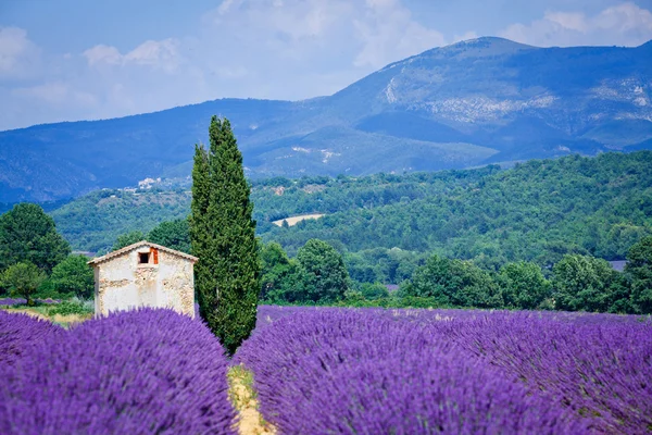 Levendula mezők. Provence — Stock Fotó