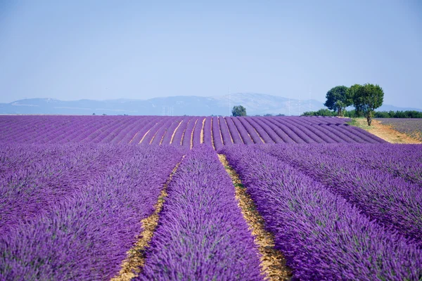 Lavanda 字段。普罗旺斯 — 图库照片