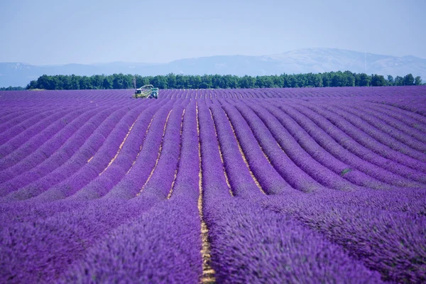 Levendula mezők. Provence — Stock Fotó