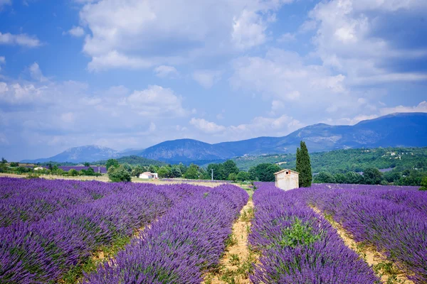 Levendula mezők. Provence — Stock Fotó