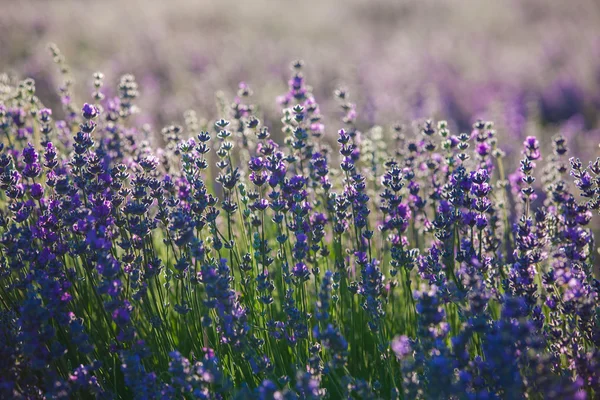 Provence lavendel bloemen. — Stockfoto