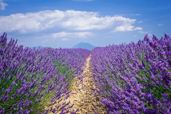 Provence lavanta tarlaları — Stok fotoğraf