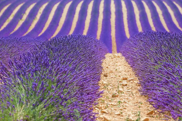 Lavanda alanları. Provence — Stok fotoğraf