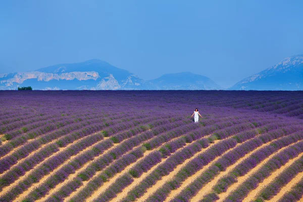 Lavanda alanları. Provence — Stok fotoğraf