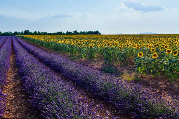 Napraforgó és lavender, Provence, Franciaország — Stock Fotó