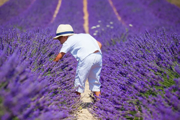 Boy in lavender summer field — Stock Photo, Image