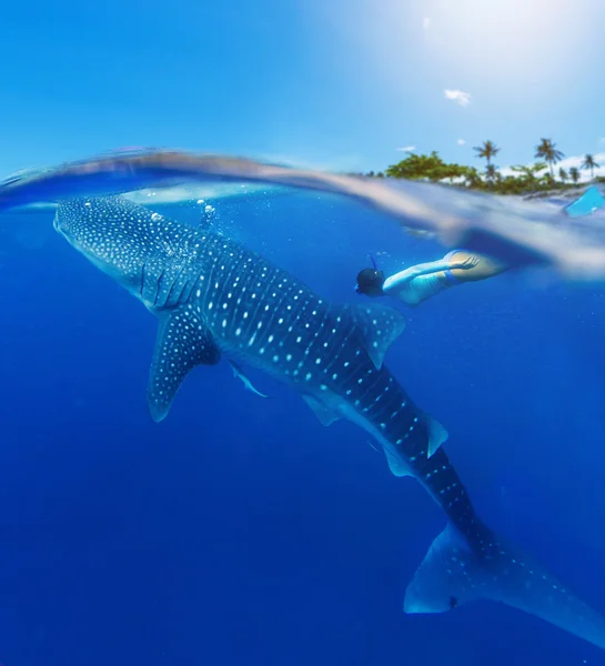 Mulher snorkeling com tubarão baleia — Fotografia de Stock