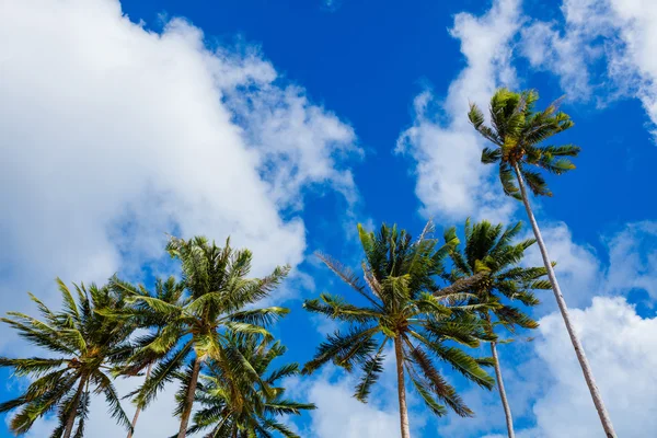 Пальми і блакитне небо — стокове фото