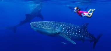 Balina köpekbalığıyla dalış yapan kız
