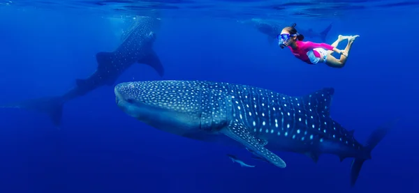 Chica buceando con tiburón ballena — Foto de Stock