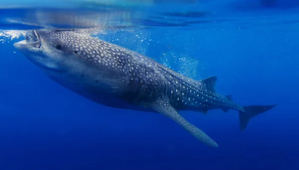 Brote submarino de un tiburón ballena — Foto de Stock