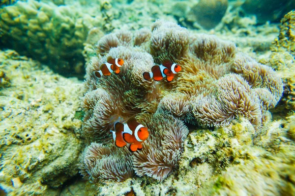 Sea anemone and clown fish — Stock Photo, Image