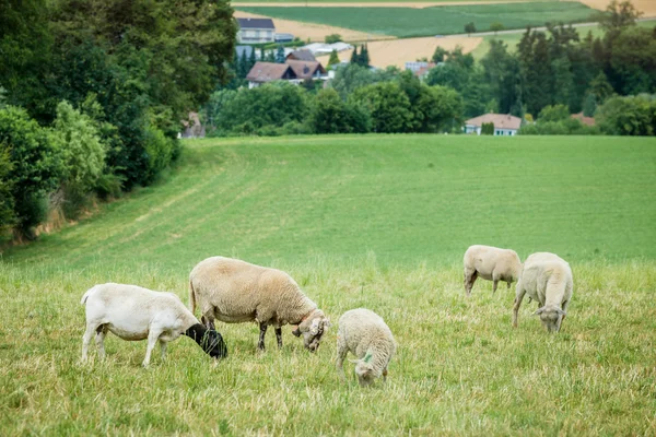 Koyun ve kuzu — Stok fotoğraf