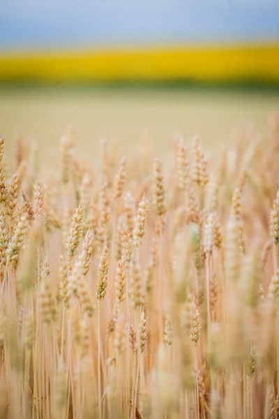 Landscape with Wheat Field — Stock Photo, Image