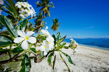 Sahilde Plumeria çiçekler