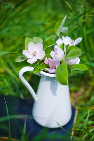 Blossoms aplle träd — Stockfoto