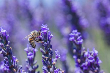 Bir alan üzerinde çiçek açan lavanta.
