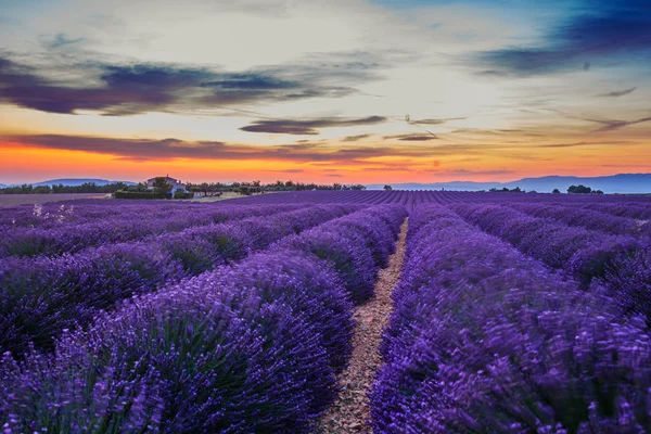 Lavanda alanları. Provence — Stok fotoğraf