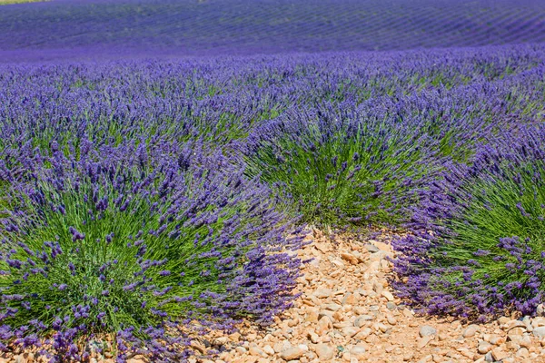 Levendula mezők. Provence — Stock Fotó