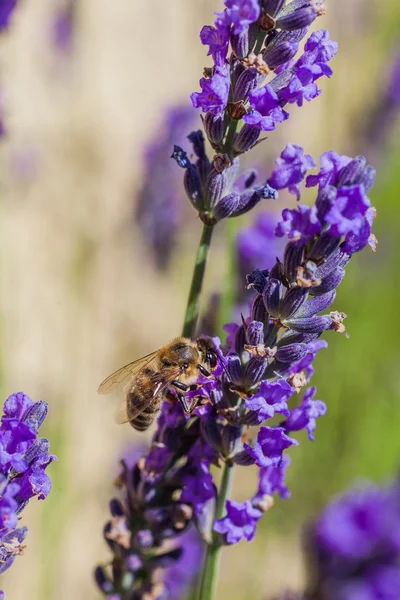 Lavanda florescente em um campo . — Fotografia de Stock