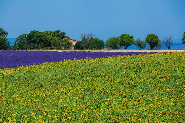 Solrosor och lavendel, Provence, Frankrike — Stockfoto