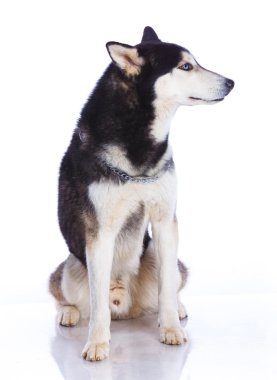 Siberian dış yapraklar Studio