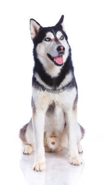 Siberian dış yapraklar Studio