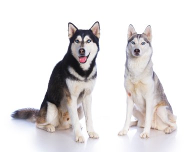 Siberian dış yapraklar Studio