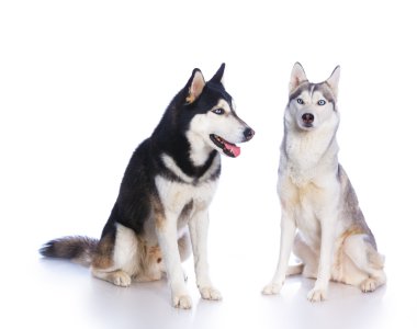 Siberian dış yapraklar Studio