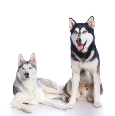 Siberian dış yapraklar Studio