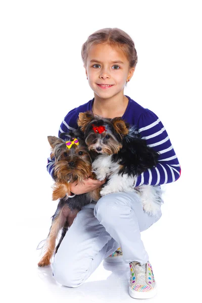 Girl playing with her yorkshire terriers — Stock Photo, Image